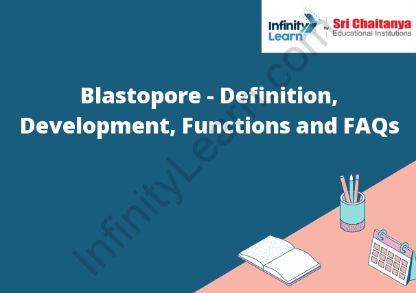 Blastopore - Definition, Development, Functions and FAQs