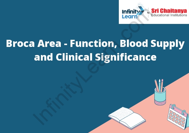 Broca Area - Function, Blood Supply and Clinical Significance