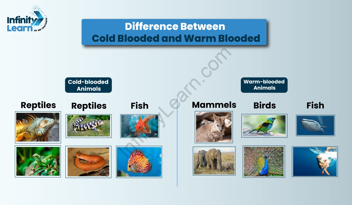 Difference Between (Cold Blooded & Warm Blooded) - Types, Examples