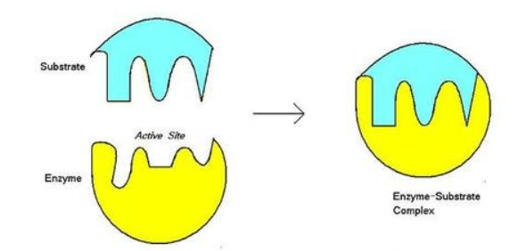 Structure of Enzyme