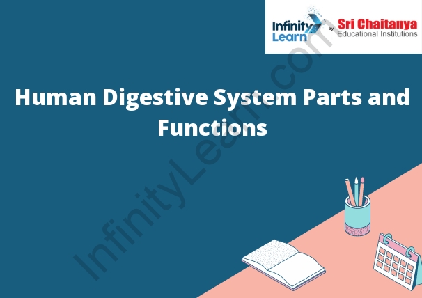 Human Digestive System Parts and Functions