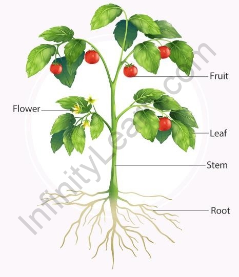 Parts Of Fibrous Roots