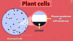 Structure and Components of Cell - Part 2