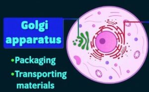 Class 8 Cell Organelles - Golgi Apparatus