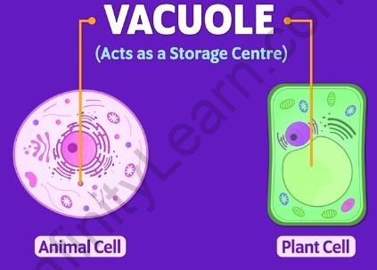 Cell Organelles – Vacuoles - Infinity Learn
