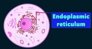 Class 9 Cell Organelles - Endoplasmic Reticulum Part 1