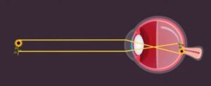 Human eye - Structure 