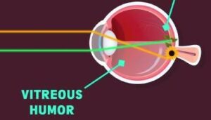 Human eye - Structure 