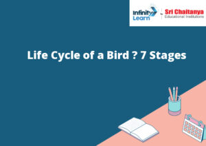 the life cycle of a bird