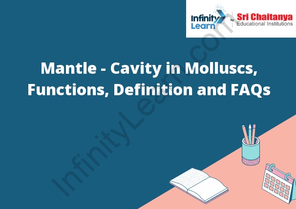 Mantle - Cavity in Molluscs, Functions, Definition and FAQs