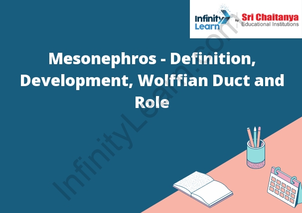 Mesonephros - Definition, Development, Wolffian Duct and Role