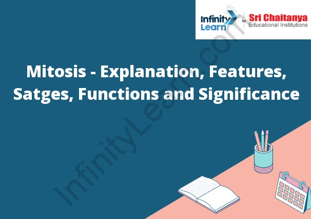 Mitosis - Explanation, Features, Stages, Functions and Significance