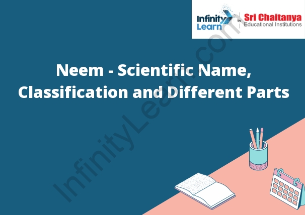 Neem - Scientific Name, Classification and Different Parts