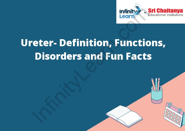 Ureter- Definition, Functions, Disorders and Fun Facts