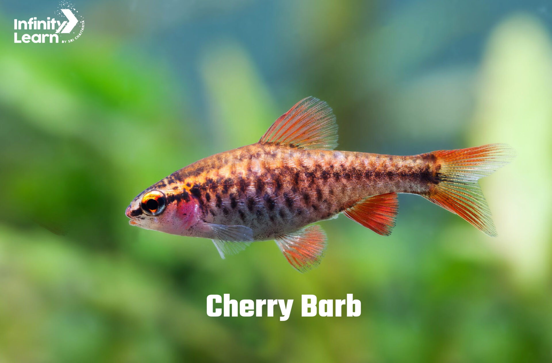 Cherry Barb