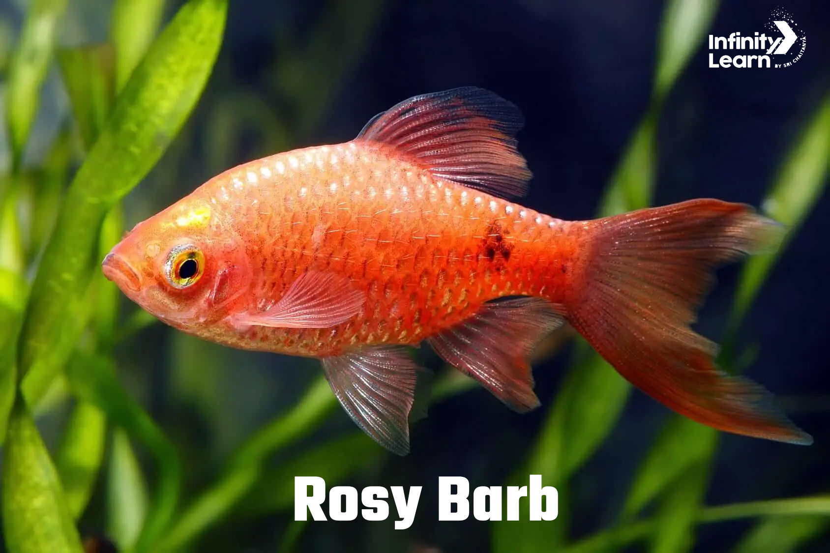 Rosy Barb