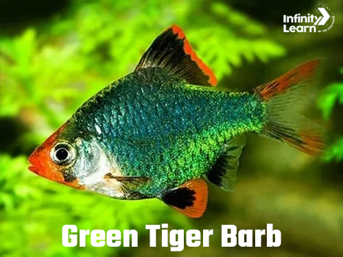 Green Tiger Barb