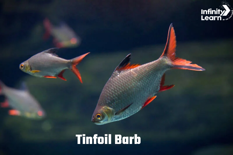 Tinfoil Barb
