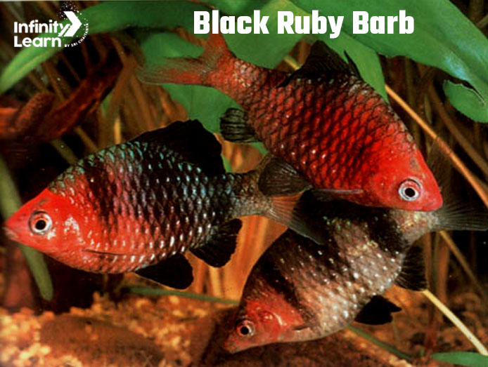 Black Ruby Barb