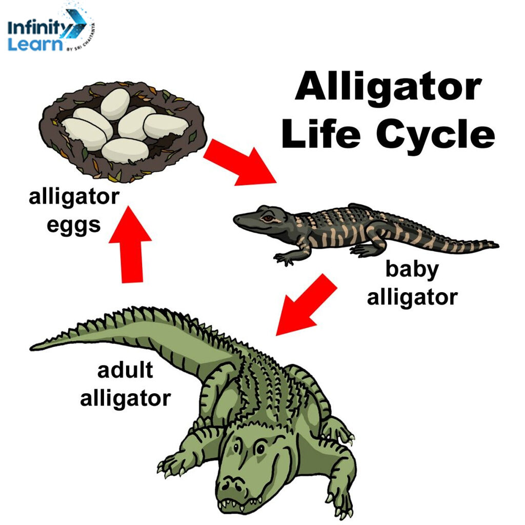 Life Cycle of Alligator