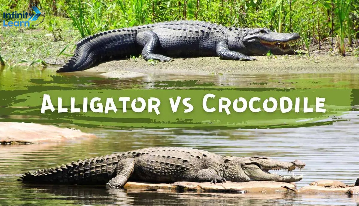 Difference Between Alligator and Crocodile