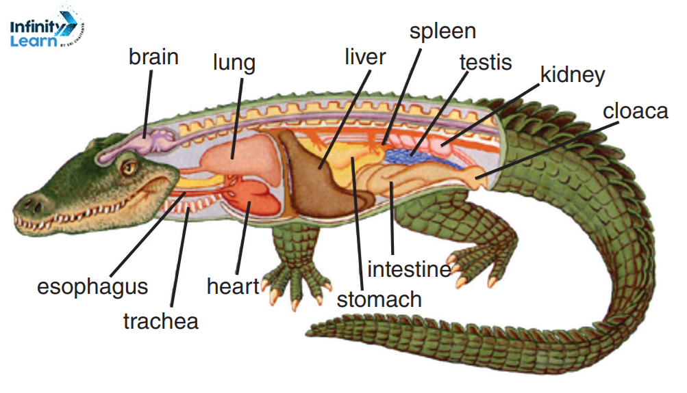 Anatomy of Alligator