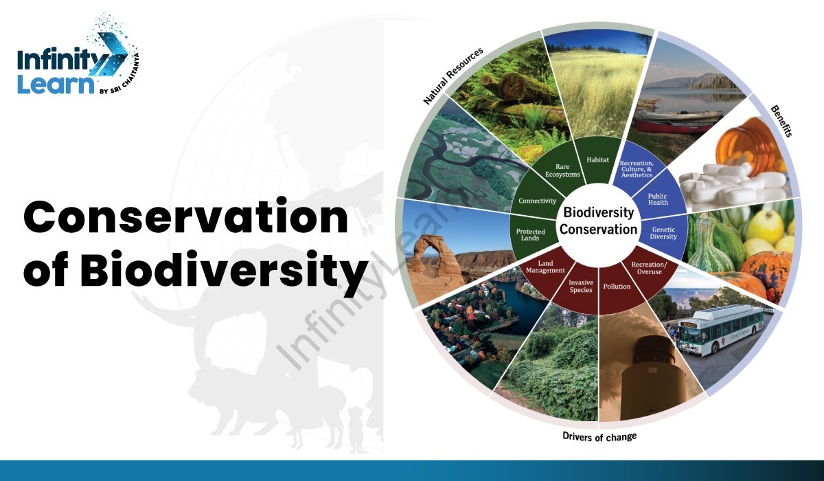 conservation of biodiversity essay easy