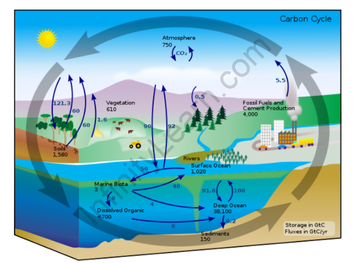 4 Carbon cycle diagram 12  Download Scientific Diagram