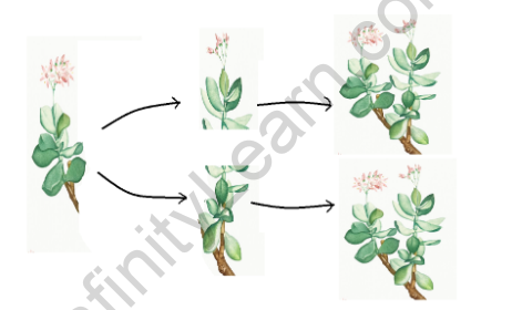 Fragmentation in Plants