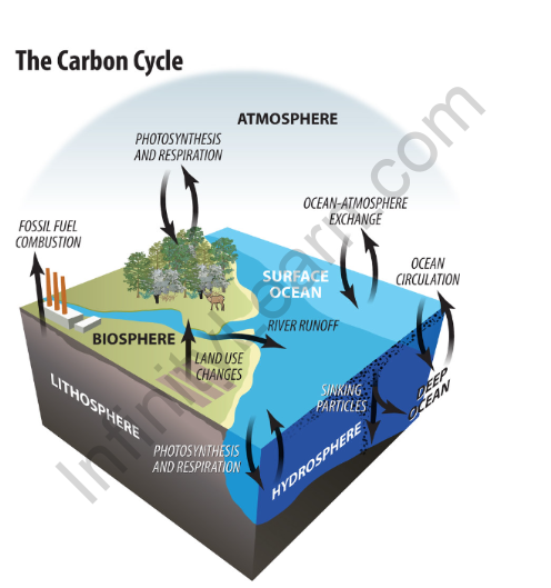 Oceanic Carbon Cycle