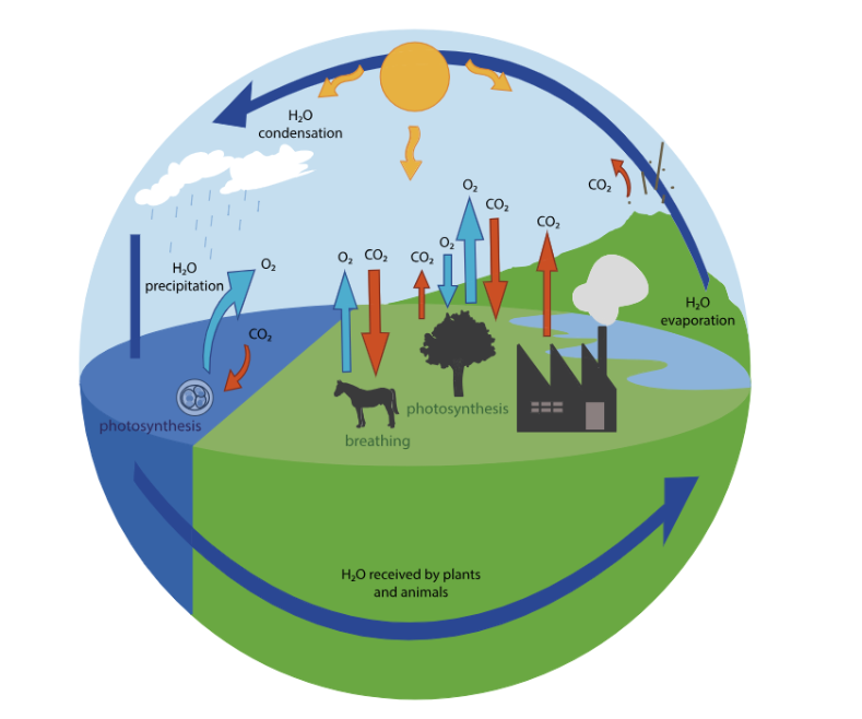 Oxygen Cycle Definition Process Importance And Diagram