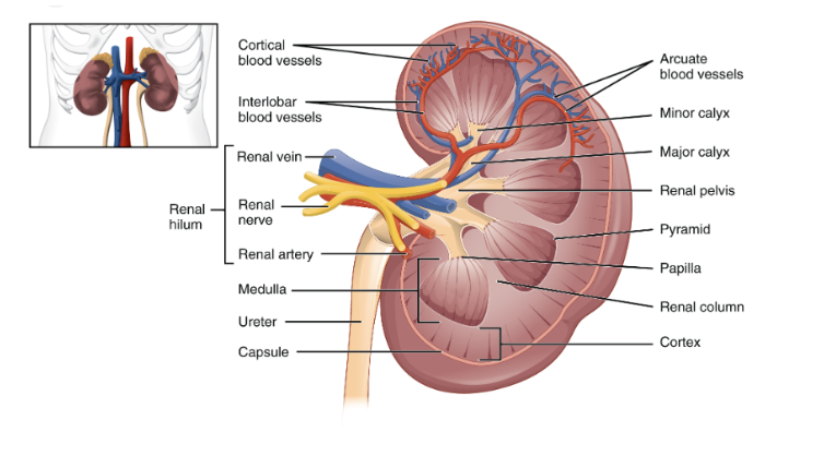 Structure of Kidney