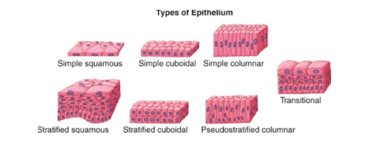 Types of Epithelium