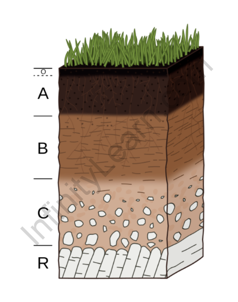 moisture in soil