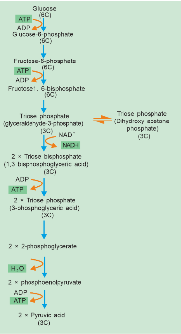 glycolysis steps