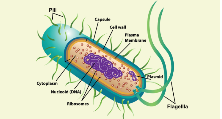 Prokaryotic cell - Definition, Structure, Characteristics and Examples