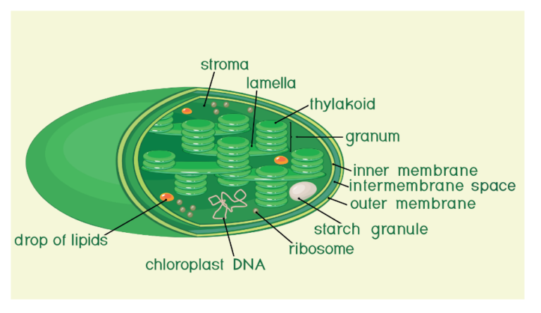 Photosynthesis - Definition, Importance, Diagram and Factors Affecting It