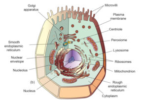 Difference Between Cell Shell What is Cell? - Definition, Types, Structure and Discovery of Cells