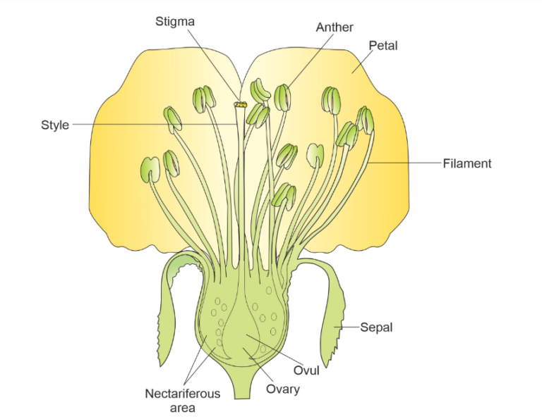 Flower - Parts, Functions, And Labelled Diagram