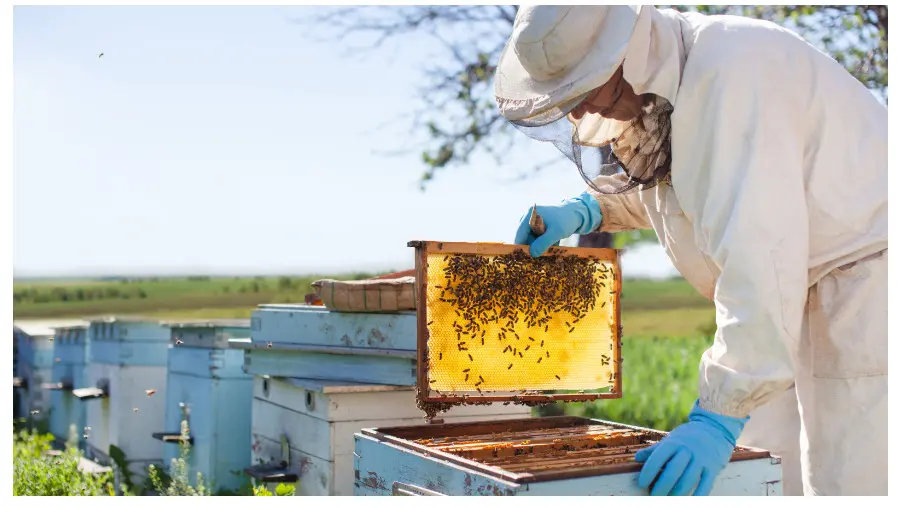 Apiculture 