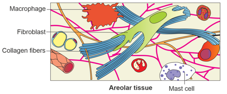 Areolar tissue