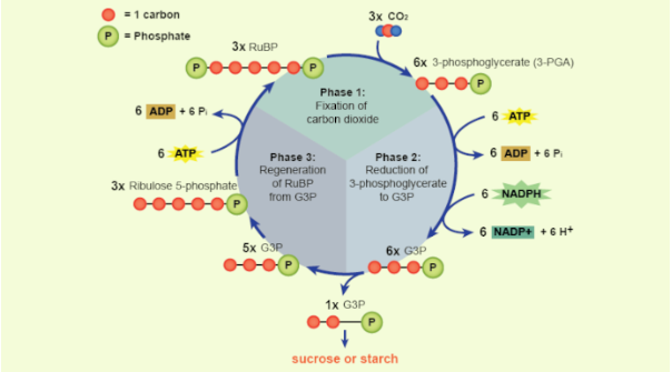 part a   following carbon atoms around the calvin cycle