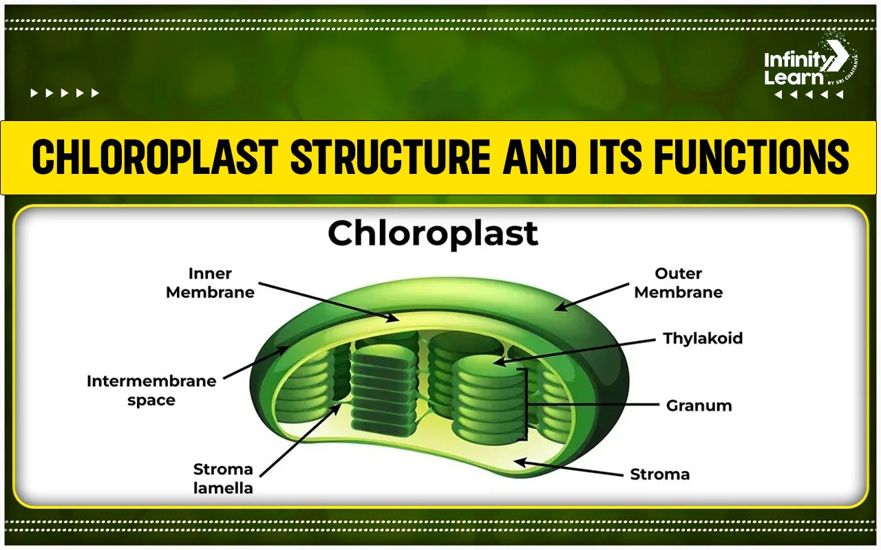 Chloroplast Structure and Its Functions