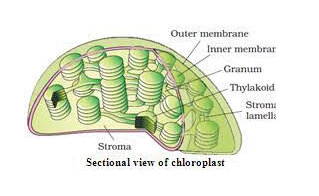 Chloroplast Diagram