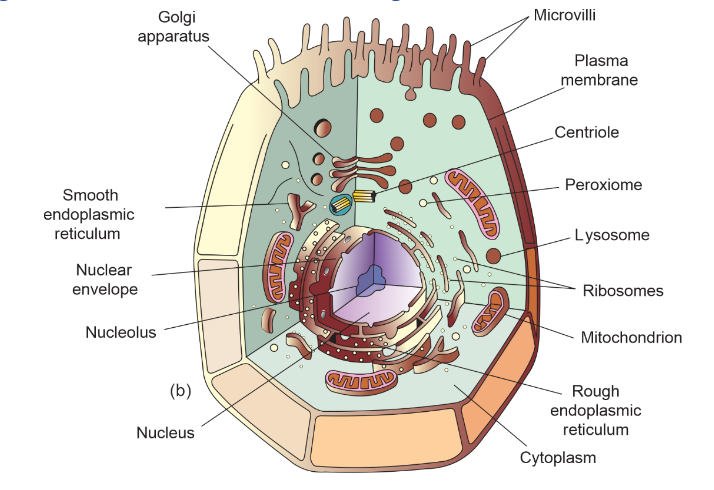 Diagram of Animal Cell with all the organelles labelled