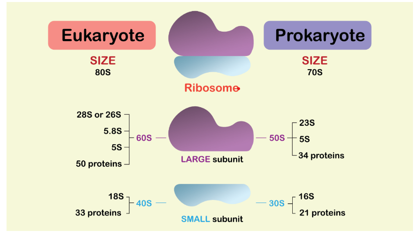 Diagram of Ribosome