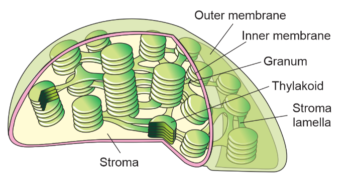Diagram of chloroplast