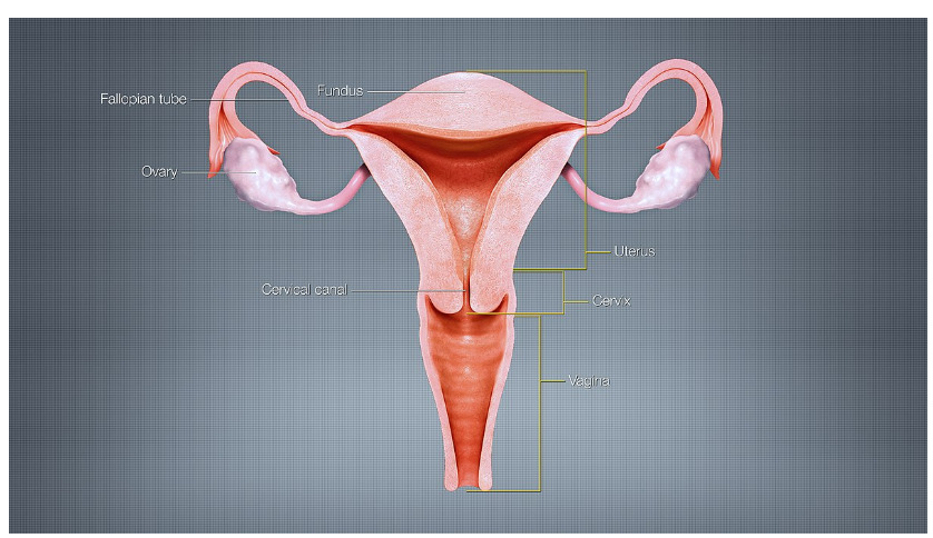 Female Reproductive system 