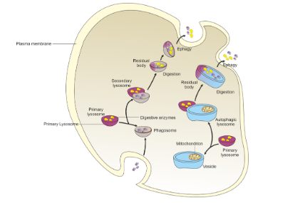 Structure and function of lysosome | PPT