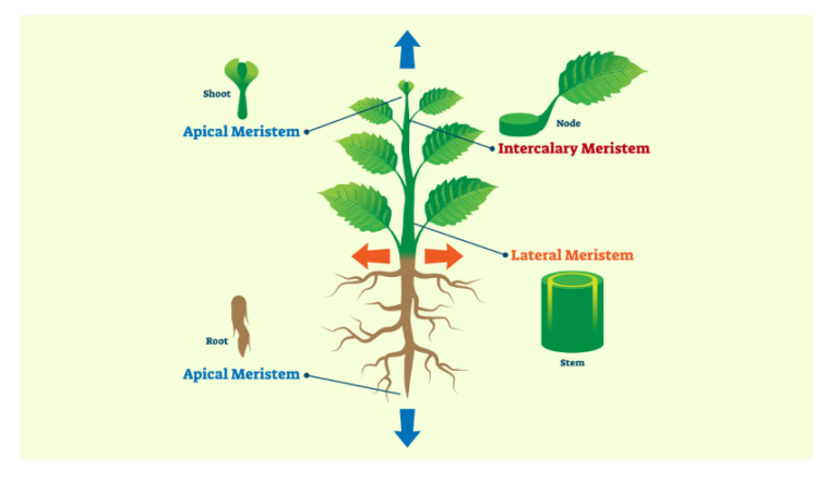 Meristematic Tissue - Definition, Characteristics and Types